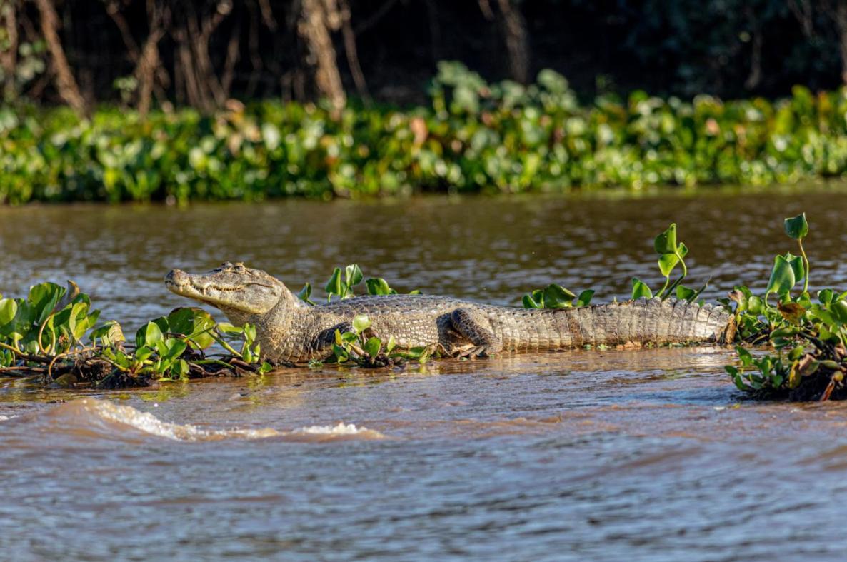 Pantanal - Pousada Sia Mariana Barao de Melgaco Extérieur photo